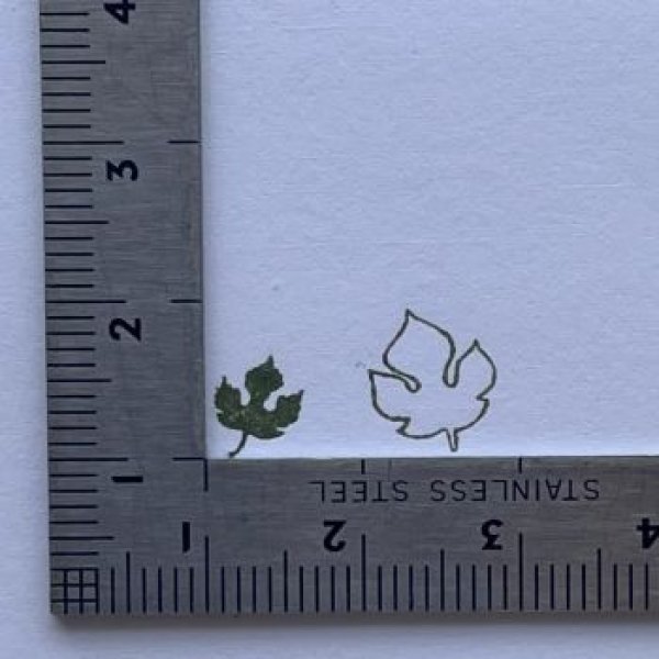 画像2: 「梶の葉」の本柘植遊印 (2)