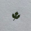 画像4: 「梶の葉」の本柘植遊印 (4)