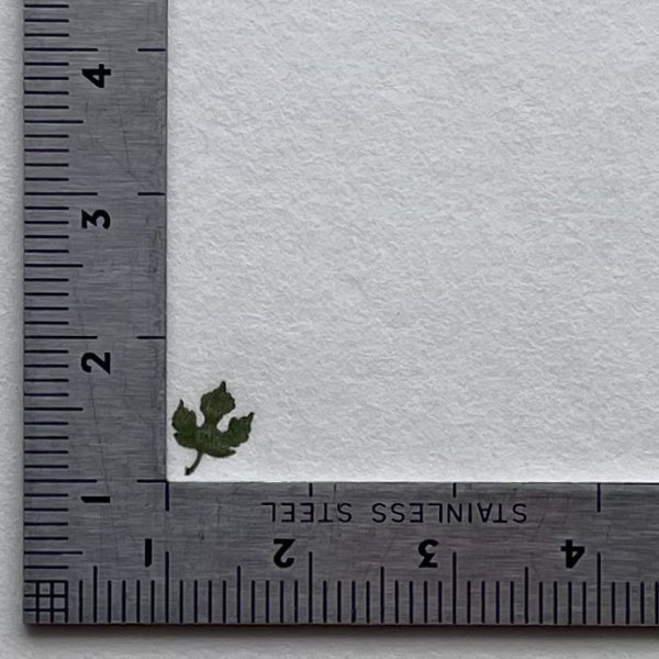 画像5: 「梶の葉」の本柘植遊印 (5)